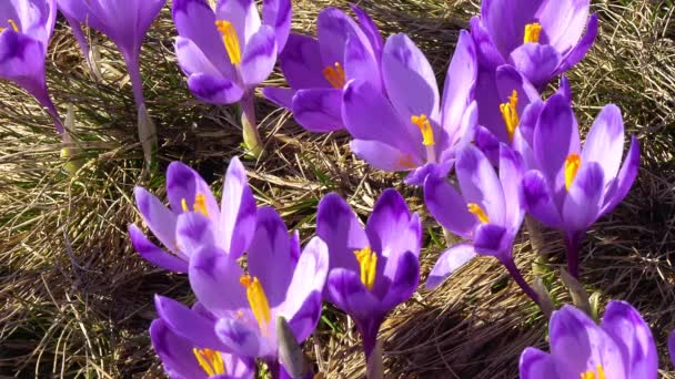 Bloeiende Krokus Planten Close Bloeiende Kroeuses Glade Voorjaar Krokant Karpaten — Stockvideo