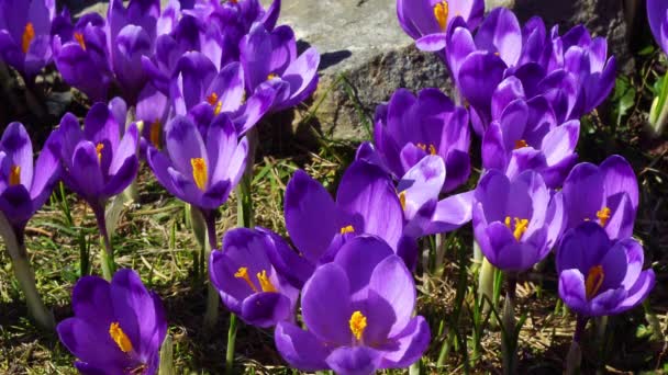 開花クロカスクローズアップ グレードにクロッカスを開花 カルパチア山脈の春のクロッカス 野生の紫色のクロッカスのフィールド — ストック動画