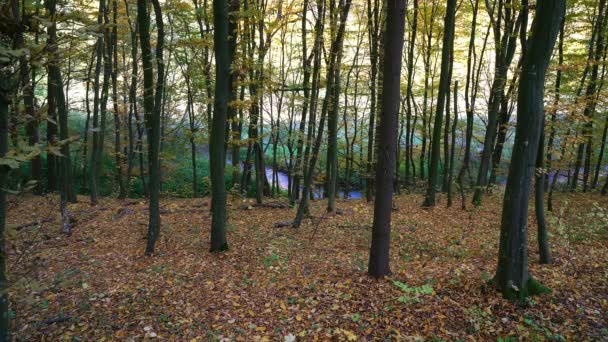 Rivier Herfst Beuken Bos Prachtige Herfst Bomen Bladverlies Beuken Bosje — Stockvideo