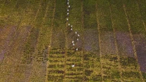 Top View People Working Flower Field Aerial View Field Marigold — Stock Video