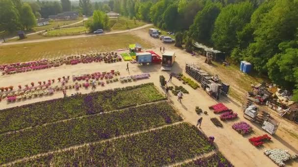 Letecký Pohled Květinovou Výstavu Louku Letecký Pohled Květiny Rostlinné Školce — Stock video