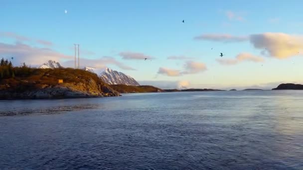 Iates Gaivotas Pôr Sol Fundo Das Ilhas Lofoten Aninhando Gaivotas — Vídeo de Stock