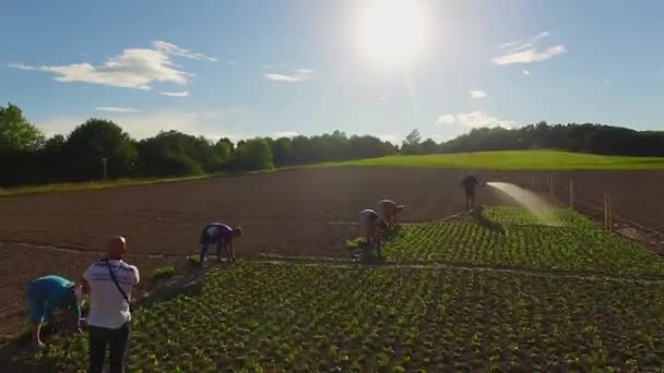 Top Syn Människor Som Arbetar Blomma Fältet Flygfoto Området Ringblomma — Stockvideo