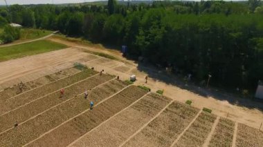 Bir çiçek tarlasında çalışan insanların üst görünümü, kadife çiçeği alanının havadan görünümü, çiçek tarlasının üst görünümü, iki renkli çiçek alanı anten