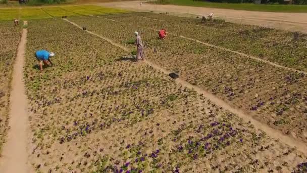 Top Syn Människor Som Arbetar Blomma Fältet Flygfoto Området Ringblomma — Stockvideo