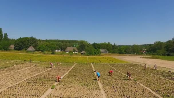 꽃밭에서 일하는 사람들의 필드의 꽃밭의 꼭대기 색깔의 — 비디오