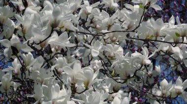 beyaz manolya çiçekleri, beyaz manolya çiçekleri, beyaz manolya, ağaç dalı üzerinde beyaz Manolya çiçekleri, Manolya ağacı çiçeği,