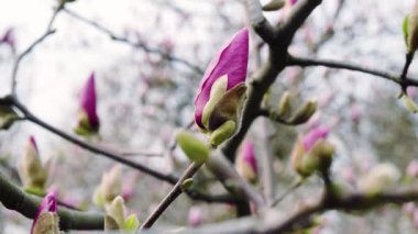 pembe Manolya bud, pembe Manolya çiçekleri pembe Manolya, pembe Manolya çiçek ağaç dalı, Manolya ağacı çiçeği