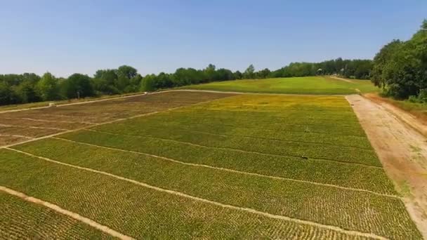 Letecký Pohled Oblast Marigold Pohled Pole Květin Dvě Barevná Pole — Stock video