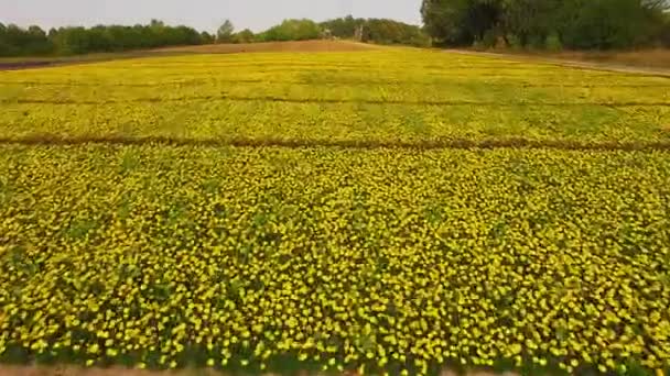 Aerial View Field Marigold Top View Field Flowers Two Colored — Stock Video