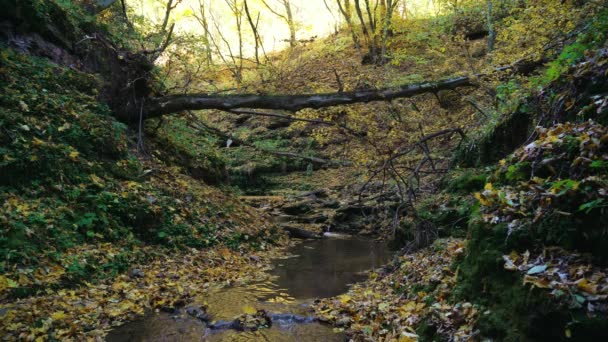 秋天瀑布的空中景观 秋天落叶的空中景观 秋天落叶的空中景观 — 图库视频影像