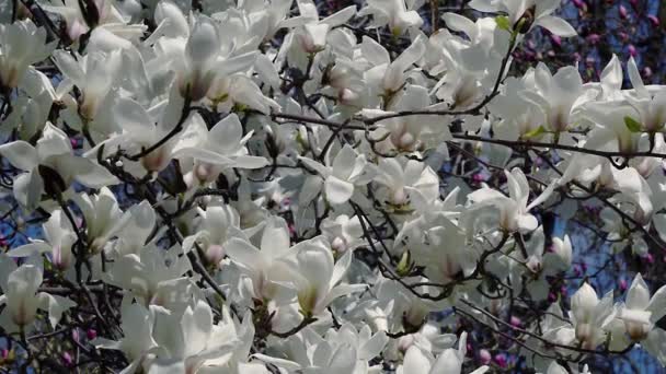 Weiße Magnolienblüten Weiße Magnolienblüten Weiße Magnolienblüten Weiße Magnolienblüten Ast Magnolienbaumblüte — Stockvideo