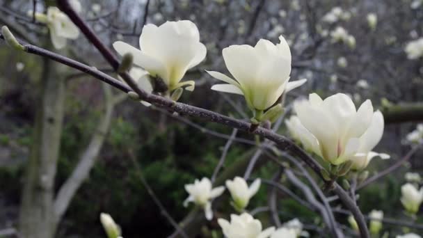 白いマグノリアの花 白いマグノリアの花 白いマグノリア 木の枝に白いマグノリアの花 マグノリアの木の花 — ストック動画