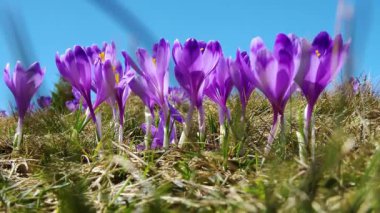 çiçekli crocuses yakın, glade üzerinde çiçekli crocuses, karpat dağlarda Bahar crocuses, yabani mor crocuses Alanı
