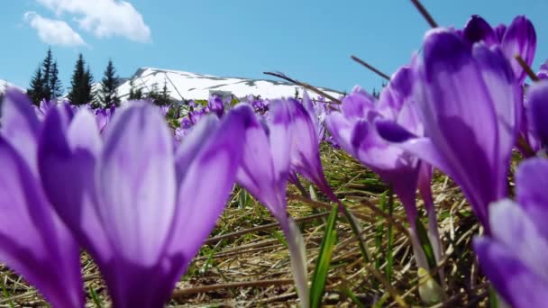 Kvetoucí Krokusy Blízko Kvetoucí Krokusy Mýtu Jarní Krokusy Pohoří Karpaty — Stock video