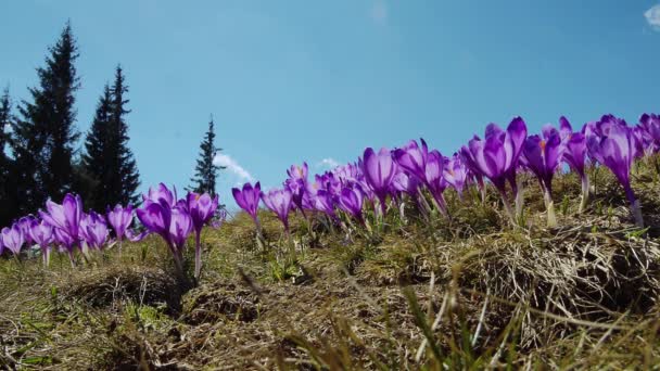 Flowering crocuses close up, flowering crocuses on the glade, Spring crocuses in carpathia mountains, Field of wild purple crocuses — Stock Footage Flowering Crocuses Close Flowering Crocuses Glade Spring Crocuses Carpathia Mountains Stock Video