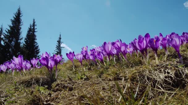 開花クロカスクローズアップ グレードにクロッカスを開花 カルパチア山脈の春のクロッカス 野生の紫色のクロッカスのフィールド — ストック動画