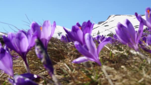 Blommande Krokusar Närbild Blommande Krokusar Gläntan Vårkrokusar Carpathia Mountains Fält — Stockvideo