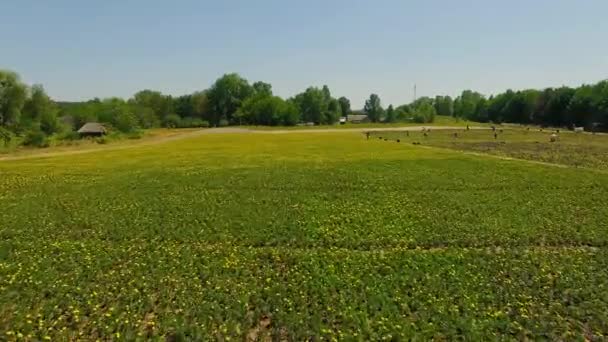 Letecký Pohled Oblast Marigold Pohled Pole Květin Dvě Barevná Pole — Stock video
