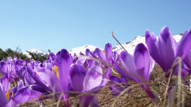 Flowering Crocuses Close Flowering Crocuses Glade Spring Crocuses Carpathia Mountains — Stock Video