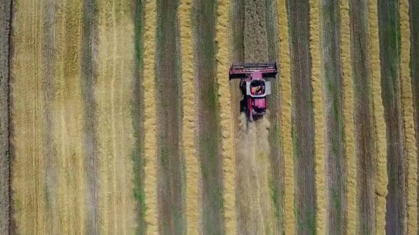 面取りされた小麦畑のコンバイン収穫機のトップビュー コンバイン収穫機の空中映像 近代的な組み合わせの航空写真は フィールド上の小麦を収穫し 真上の結合を飛ぶ — ストック動画