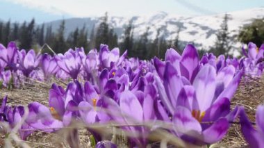 karda çiçekli crocuses, çiçekli crocuses yakın, Karda Bahar crocuses, Baharda çiçek açan bahar çiçekleri çiğdem Güzelliği