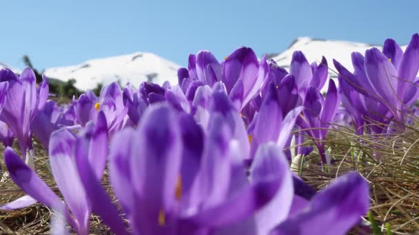 Bloeiende Krokussen Sneeuw Bloeiende Krokussen Close Lente Krokussen Sneeuw Schoonheid — Stockvideo