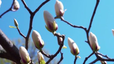 Beyaz manolya tomurcuğu, beyaz manolya çiçekleri, beyaz manolya, ağaç dalında beyaz manolya çiçekleri, Magnolia ağacı çiçeği,