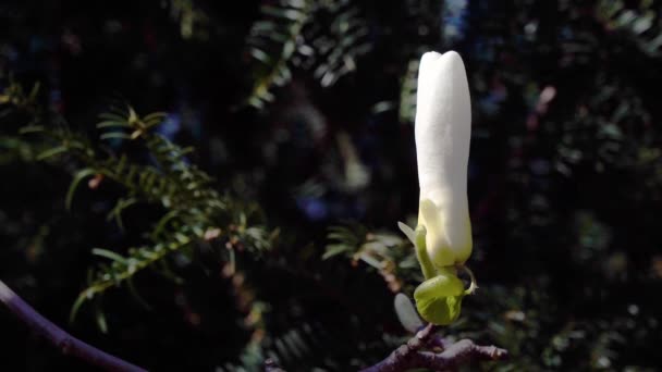 Λευκό Μπουμπούκι Μανόλιας Άνθη Λευκής Μανόλιας Λευκή Μανόλια Λευκά Άνθη — Αρχείο Βίντεο