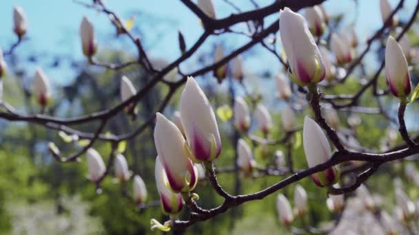 Białe Pąki Magnolii Kwiaty Białej Magnolii Białe Magnolie Białe Kwiaty — Wideo stockowe