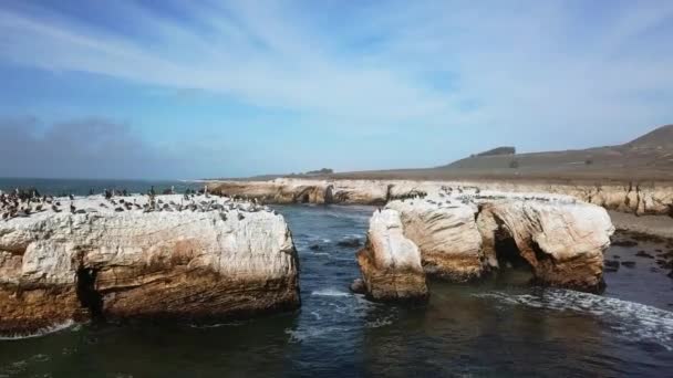 Flygfoto Över Måsar Och Skarvar Klipporna Vid Havet Flygfoto Över — Stockvideo