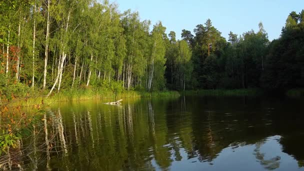 Birch Grove Στη Λίμνη Λίμνη Δάσος Βράδυ Βράδυ Στη Λίμνη — Αρχείο Βίντεο