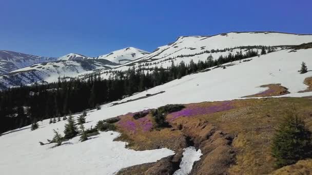 山の中の開花期上空の飛行 ブドウの開花期の空中の眺め カルパチア山脈の春の群生 — ストック動画