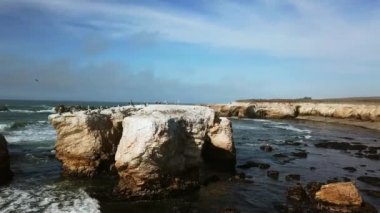 Okyanus kıyısındaki kayalıklardaki martıların ve karabatakların havadan görünüşü Pasifik Okyanusu 'nun kayalık kıyılarının havadan görünüşü Montana de Oro' daki okyanus kıyıları Montana de Oro State Park, California