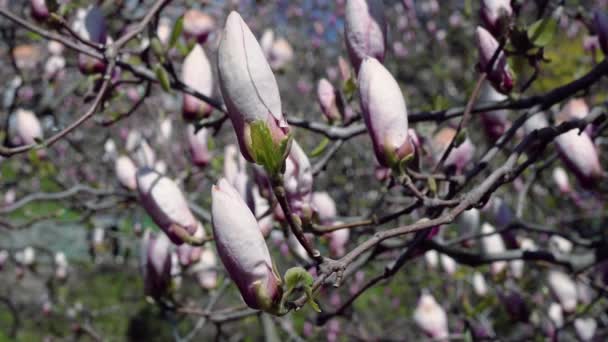 Μανόλια Ροζ Μπουμπούκι Λουλούδια Του Ροζ Magnolia Magnolia Ροζ Ροζ — Αρχείο Βίντεο