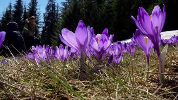 Flowering crocuses close up, flowering crocuses on the glade, Spring crocuses in carpathia mountains, Field of wild purple crocuses, — Stock Footage Flowering Crocuses Close Flowering Crocuses Glade Spring Crocuses Carpathia Mountains Stock Video