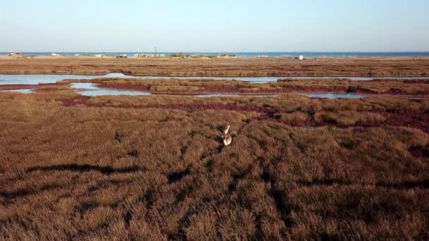 Vista Aérea Ciervos Estepa Otoño Ciervos Sika Estepa Otoño Rebaño — Vídeos de Stock