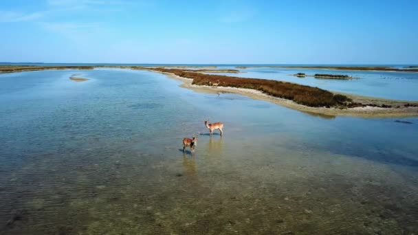 Vista Aerea Cervi Acque Poco Profonde Cervi Sika Nel Lago — Video Stock