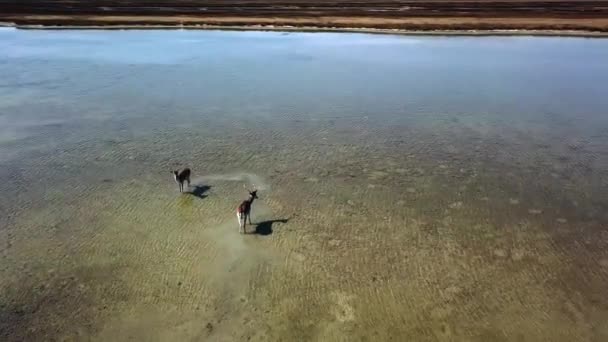 Luchtfoto Van Herten Ondiep Water Sikaherten Het Herfstmeer Hertenhert Herfststeppe — Stockvideo