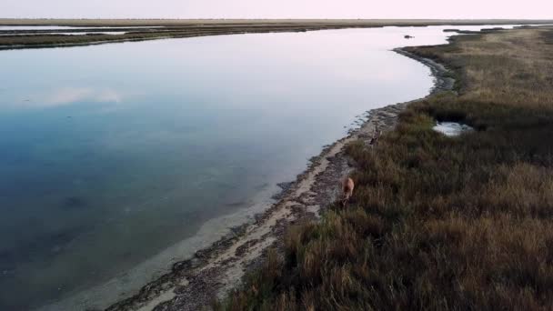 vue aérienne des cerfs sur le bord du lac, cerfs sika dans la steppe d'automne, troupeau de cerfs dans la steppe d'automne vue aérienne des cerfs dans la nature 