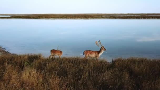 Aerial View Deers Lakeshore Sika Deers Autumn Steppe Herd Deer — Stock Video