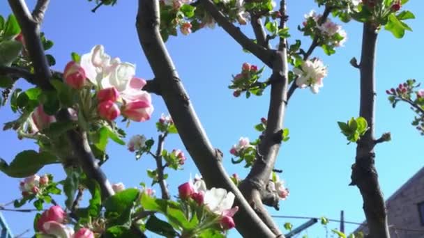 Fiore Mela Vicino Primo Piano Fiori Mela Albero Mele Fiore — Video Stock