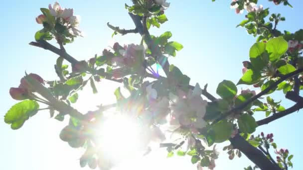 Flor Manzana Cerca Primer Plano Flores Manzana Manzano Floreciente Rama — Vídeo de stock