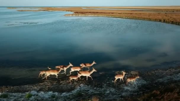 Vista Aérea Que Corre Família Cervos Lago Rebanho Cervos Uma — Vídeo de Stock