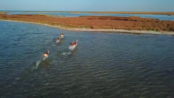 Aerial View Running Family Deers Lake Herd Deers Sandbank Aerial — Stock Video