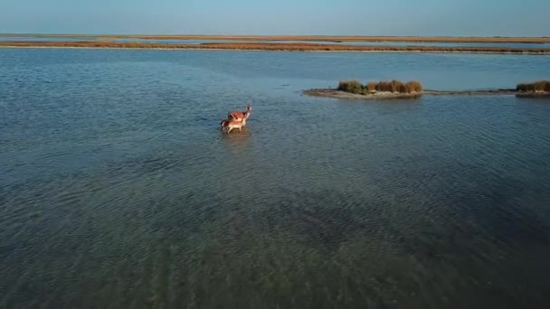 湖の鹿の家族 砂州の空を飛ぶ鹿の群れ 島の鹿の家族 Dzharylgach島の鹿の空の景色 — ストック動画