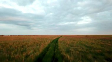 Güneş doğarken bozkırda yol manzarası, şafak vakti bozkırda toprak yol, yol kenarındaki bozkırlarda uçmak. 