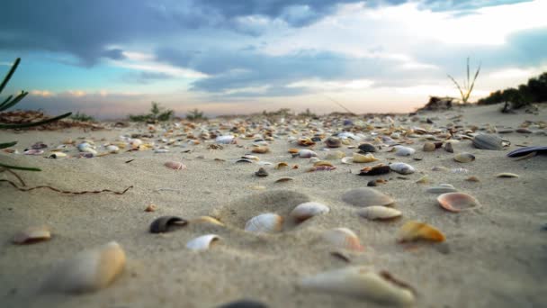 在沙滩上的贝壳关闭 在沙滩上的贝壳在日落时 关闭了许多不同的五彩斑斓的贝壳作为背景 — 图库视频影像