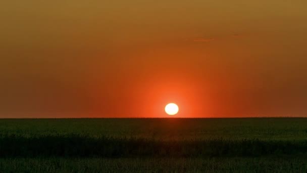 Hajnal Sztyeppén Idő Lejárta Napkelte Prérin Napkelte Mező Felett Reggeli — Stock videók