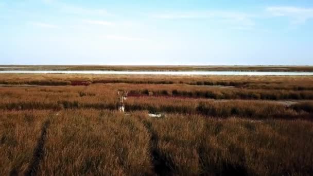 Aerial View Deers Autumn Steppe Sika Deers Autumn Steppe Herd — Stock Video